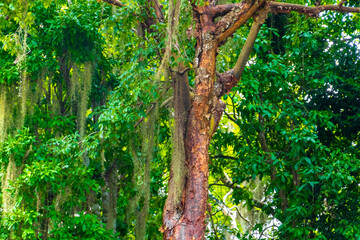 Obraz premium Giant tropical trees in the jungle rainforest Coba Ruins Mexico.