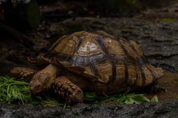 Close up African spurred tortoise eating, Slow life