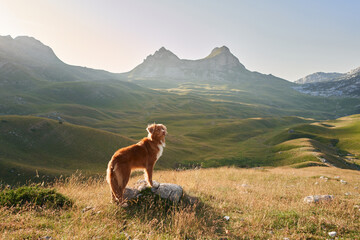 A Duck Tolling Retriever dog stands in a sunlit meadow, adventure calls. Majestic mountains and...