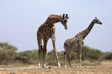 Naklejka na ściany i meble Giraffes (Giraffa camelopardalis peralta) - Kenya.