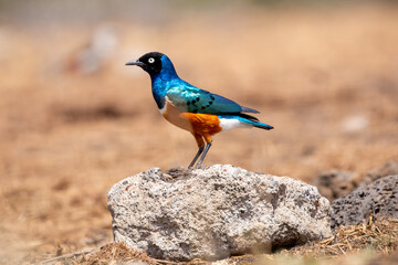 A Superb Starling (Lamprotornis superbus) sitting on a rock. Kenya.