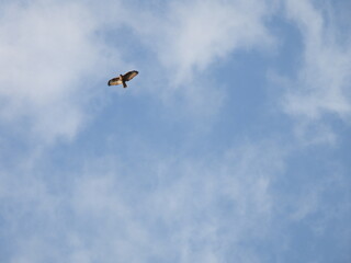 Eastern Buzzard flying in the sky