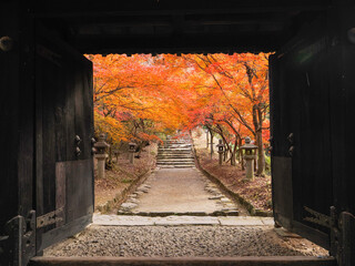 福岡県朝倉市　秋月城跡の紅葉,もみじ,