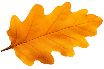 Oak leaf in yellow on transparent background
