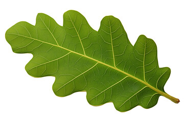 Oak leaf in green on transparent background
