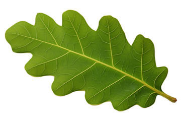 Oak leaf in green on transparent background