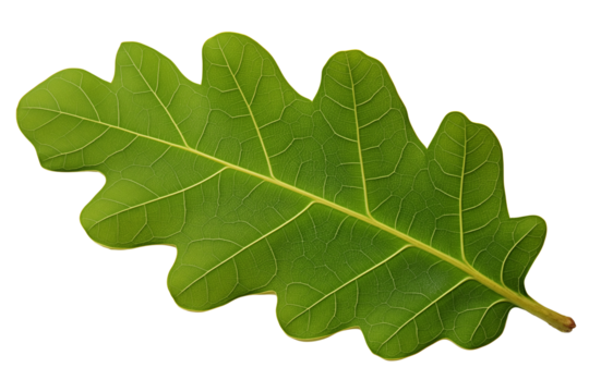 Oak leaf in green on transparent background