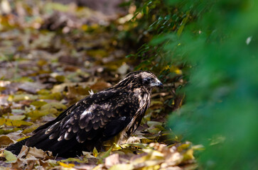 bird of prey