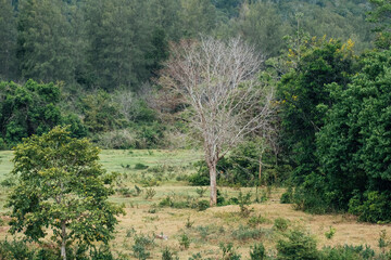 Tropical forest with trees and grass