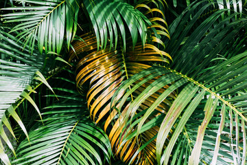 Gold and green tropical palm leaves