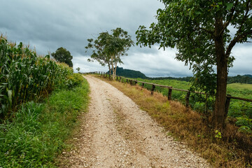 Fototapeta na wymiar Dirt road on rural properties alongside and plantation