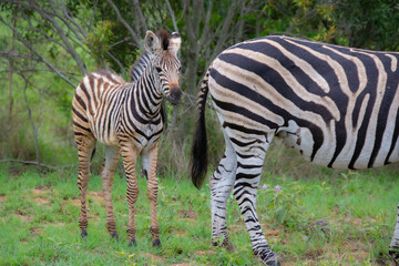 Nice specimen of zebra taken in a large zoological garden