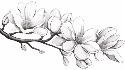 Fotobehang Magnolia flower magnolia tree branch illustration © BornHappy