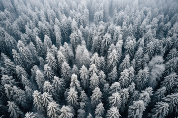 Drone photo of snow covered evergreen trees after a winter