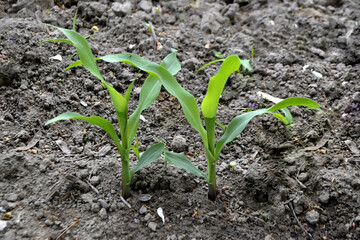 Young Plant Growing In Sunlight