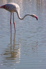 La Camargue, Marseilles, France