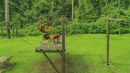 Feeding orangutans. Tropical fruits are laid out on the wooden flooring. Monkeys are eating, hanging on ropes. Green vegetation all around. Malaysia. Borneo. Sepilok Orangutan Rehabilitation Centre