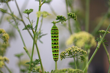 パセリの茎を登っていくアゲハ蝶の幼虫