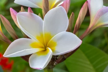 Zelfklevend Fotobehang frangipani plumeria flower © Unclesam