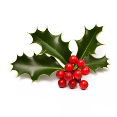 European Holly (Ilex aquifolium) leaves and fruit lsolated on white background