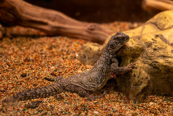 Uromastyx lizard placed on a rock
