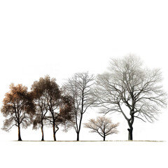 Beautiful trees in a row n the snow isolated on transparent background