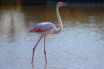 La Camargue, Marseilles, France