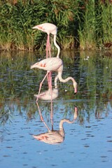 La Camargue, Marseilles, France