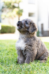 puppy sitting in the grass at the park