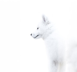 Samoyed puppy blending into the white backdrop