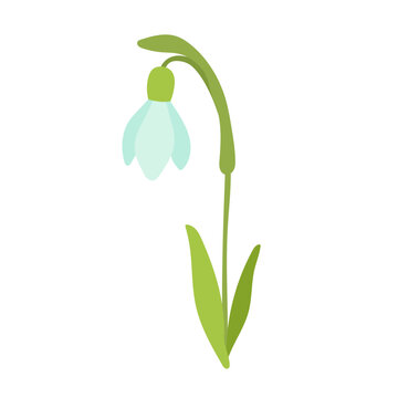 recommend clip art: January birth month flower snowdrop flat cartoon vector illustration. Hand drawn floral plant spring sketch isolated on white.