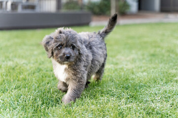 Adorable puppy running in the grass at the park