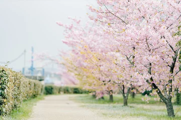 Fotobehang  川沿いに咲く桜並木 © yslab02