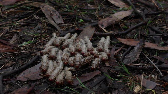 Swarm of sawfly larvae moving towards camera view, on the ground flicking their tails.