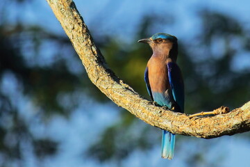 beautiful bird, india roller (coracias benghalensis) perching on branch of a tree, tropical forest in west bengal, india 