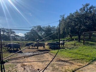 n the Extremaduran pasture, a small herd of Iberian black-footed pigs walks towards the rays of sun among holm oaks and cork oaks behind a fence.