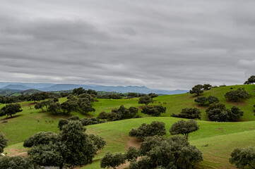 photo of the Extremaduran pasture, where a cloudy gray sky filled with dark clouds is visible, green hills, and trees, holm oaks, scattered greens. In the clearings, groups, herds, of female and male  - Powered by Adobe