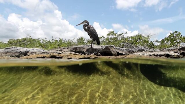 garza gris o garza morena ardea herodias, parada a orillas de una laguna, esperando pescar alimento.