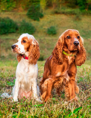 Two English cocker spaniel dogs are sitting on the lawn. Dogs are 10 months old. They are a hunting breed. The photo is vertical and blurry