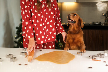 Making gingerbread for Christmas. A dog of the Golden Retriever breed stands with his front paws on...