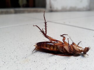 A dead cockroach lying upside down, copy space