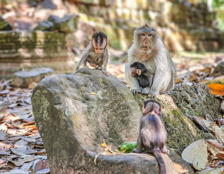 Macaque monkeys, Macaca fascicularis fascicularis, mum and babies at Angkor, Siem Reap, Cambodia