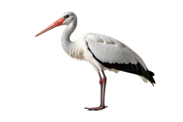 Stork Realism Unveiled Isolated On Transparent Background