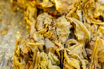 Dry Tobacco leaves background, close up. Tobacco big leaf, macro