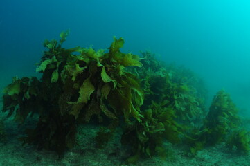 Large fronds of stalked kelp Ecklonia radiata in gloomy water in late evening light. Location: Leigh New Zealand