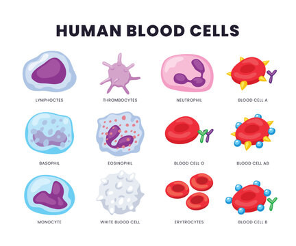 Set of different types of Human blood cells, diagram with all cell types collection, educational medical information, Medicine scientific poster. Microbiology anatomy. Vector illustration