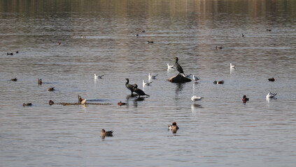 Migratory birds wintering in Aswan, South of Egypt 