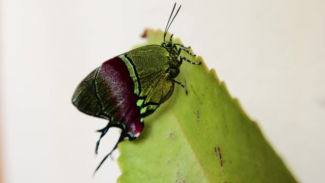 mariposa sedosa quetzal, evenus regalis postrada sobre una hoja verde, moviendo sus antenas falsas traseras.