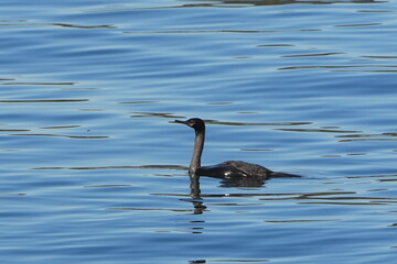 pelagic cormorant in a sea