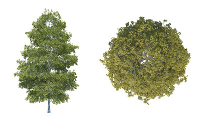 Birch Tree png alpha channel front top view cutted